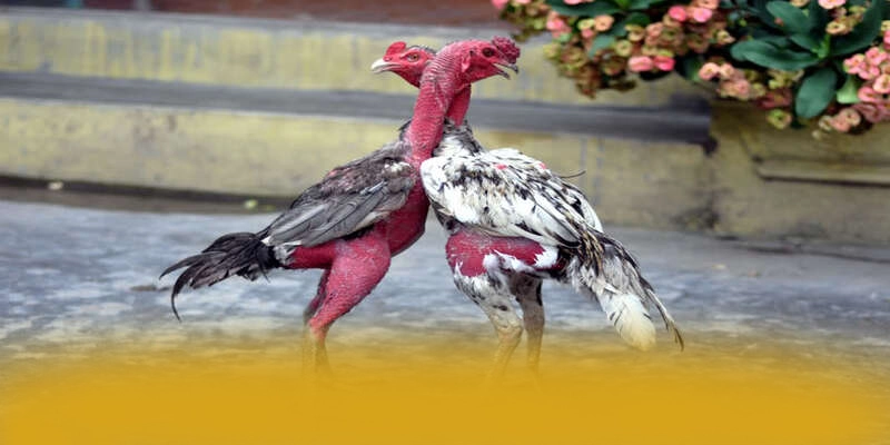 Đội ngũ hỗ trợ người chơi tại [THUONG_HIEU]