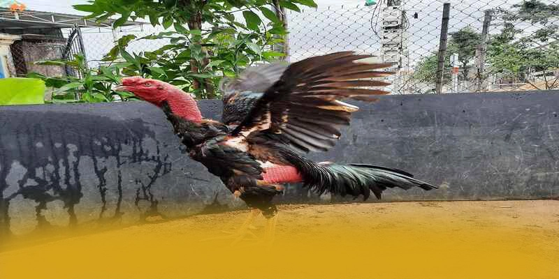 Khuyến mãi khủng dành cho thành viên mới và cũ tại BET88 Khuyến mãi khủng dành cho thành viên mới và cũ tại BET88